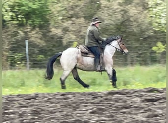 Polacco da Tiro, Giumenta, 4 Anni, 160 cm, Grigio rossastro