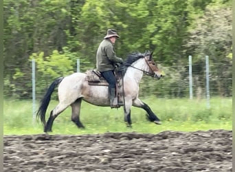 Polacco da Tiro, Giumenta, 4 Anni, 160 cm, Grigio rossastro