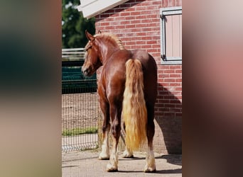 Polacco da Tiro, Giumenta, 4 Anni, 166 cm
