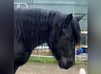 Polacco da Tiro, Giumenta, 5 Anni, 160 cm, Morello