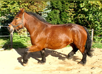 Polacco da Tiro, Giumenta, 5 Anni, 162 cm, Baio