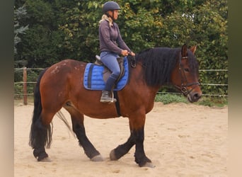 Polacco da Tiro, Giumenta, 5 Anni, 162 cm, Baio