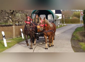 Polacco da Tiro, Giumenta, 5 Anni, 162 cm, Sauro