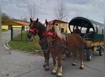 Polacco da Tiro, Giumenta, 5 Anni, 162 cm, Sauro