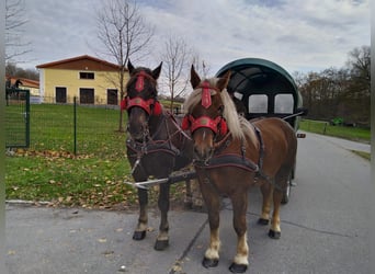 Polacco da Tiro, Giumenta, 5 Anni, 162 cm, Sauro