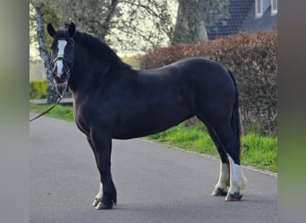 Polacco da Tiro, Giumenta, 5 Anni, 163 cm, Morello