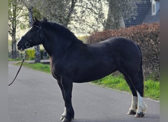 Polacco da Tiro, Giumenta, 5 Anni, 163 cm, Morello