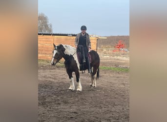 Polacco da Tiro Mix, Giumenta, 6 Anni, 153 cm, Pezzato