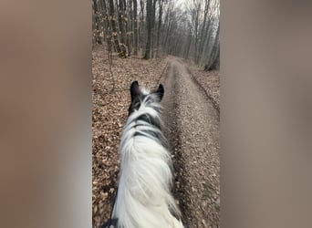 Polacco da Tiro Mix, Giumenta, 6 Anni, 153 cm, Pezzato