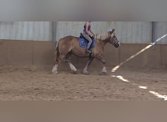 Polacco da Tiro, Giumenta, 6 Anni, 156 cm, Sauro