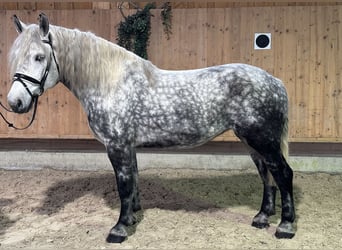 Polacco da Tiro Mix, Giumenta, 6 Anni, 160 cm, Grigio pezzato