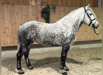 Polacco da Tiro Mix, Giumenta, 6 Anni, 160 cm, Grigio pezzato