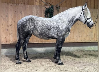 Polacco da Tiro Mix, Giumenta, 6 Anni, 160 cm, Grigio pezzato