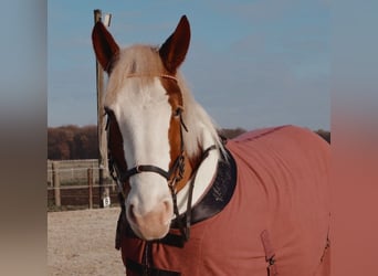 Polacco da Tiro, Giumenta, 6 Anni, 160 cm, Sauro