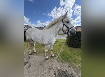 Polacco da Tiro Mix, Giumenta, 6 Anni, 162 cm, Grigio