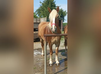 Polacco da Tiro, Giumenta, 6 Anni, 163 cm, Sauro