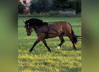 Polacco da Tiro, Giumenta, 6 Anni, 165 cm, Baio