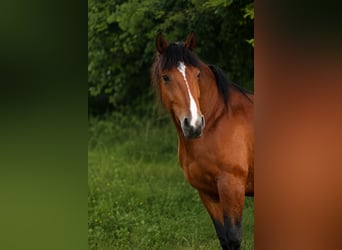 Polacco da Tiro, Giumenta, 6 Anni, 165 cm, Baio
