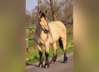 Polacco da Tiro, Giumenta, 6 Anni, 165 cm, Falbo