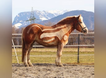 Polacco da Tiro, Giumenta, 6 Anni, 165 cm, Sauro