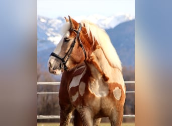 Polacco da Tiro, Giumenta, 6 Anni, 165 cm, Sauro