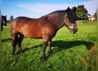 Polacco da Tiro Mix, Giumenta, 6 Anni, Baio scuro