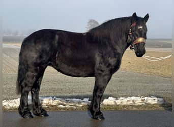 Polacco da Tiro, Giumenta, 7 Anni, 160 cm, Morello