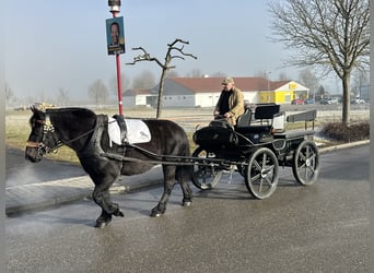 Polacco da Tiro, Giumenta, 7 Anni, 160 cm, Morello