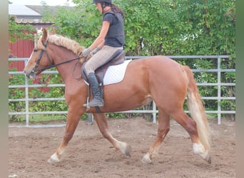 Polacco da Tiro, Giumenta, 7 Anni, 160 cm, Sauro