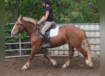 Polacco da Tiro, Giumenta, 7 Anni, 160 cm, Sauro scuro