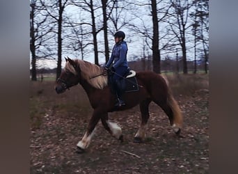 Polacco da Tiro, Giumenta, 7 Anni, 165 cm, Sauro