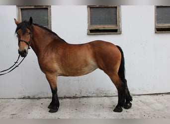 Polacco da Tiro, Giumenta, 7 Anni, 166 cm, Baio