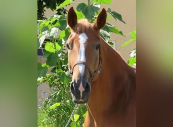 Polacco da Tiro, Giumenta, 7 Anni, 166 cm, Sauro