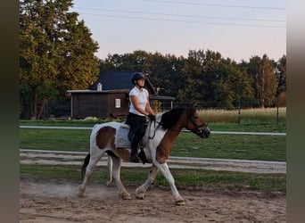 Polacco da Tiro, Giumenta, 8 Anni, 155 cm, Pezzato