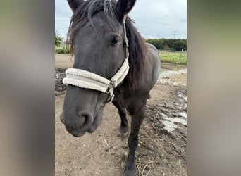 Polacco da Tiro, Giumenta, 8 Anni, 165 cm, Morello