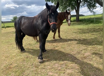 Polacco da Tiro, Giumenta, 9 Anni, 153 cm, Morello