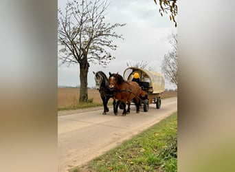 Polacco da Tiro, Giumenta, 9 Anni, 160 cm, Baio