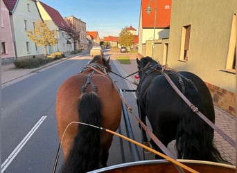 Polacco da Tiro, Giumenta, 9 Anni, 160 cm, Baio