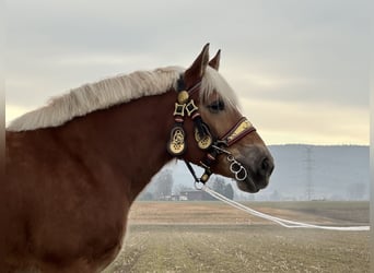 Polacco da Tiro, Giumenta, 9 Anni, 164 cm, Sauro