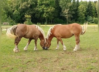 Polacco da Tiro, Giumenta, 9 Anni, 165 cm, Sauro