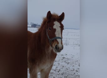 Polacco da Tiro, Stallone, 1 Anno, 160 cm, Sauro