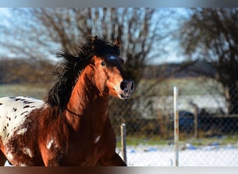 Polacco da Tiro, Stallone, 2 Anni, 160 cm, Leopard