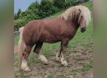 Polacco da Tiro, Stallone, 3 Anni, Sauro