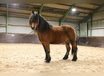 Polacco da Tiro, Stallone, 6 Anni, 165 cm, Baio scuro