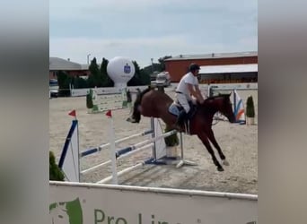 Polacco, Giumenta, 11 Anni, 165 cm, Baio