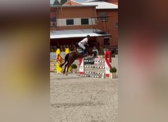 Polacco, Giumenta, 12 Anni, 165 cm, Baio