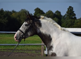 Polacco, Giumenta, 4 Anni, 163 cm, Pezzato