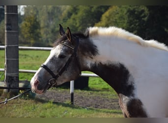 Polacco, Giumenta, 4 Anni, 163 cm, Pezzato