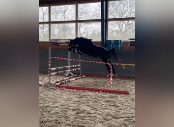 Polacco, Giumenta, 4 Anni, 165 cm, Baio scuro