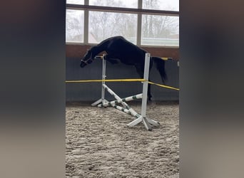 Polacco, Giumenta, 4 Anni, 165 cm, Baio scuro